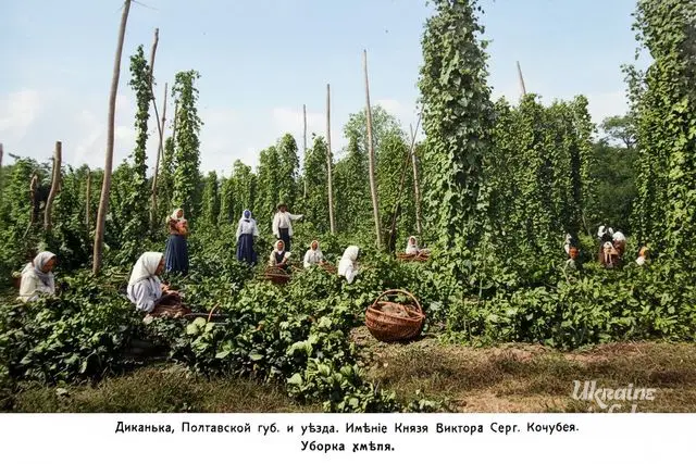 Диканька. Збір хмелю