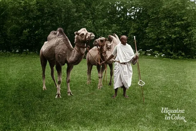 Camels at Antonina's estate in Volyn, 1904