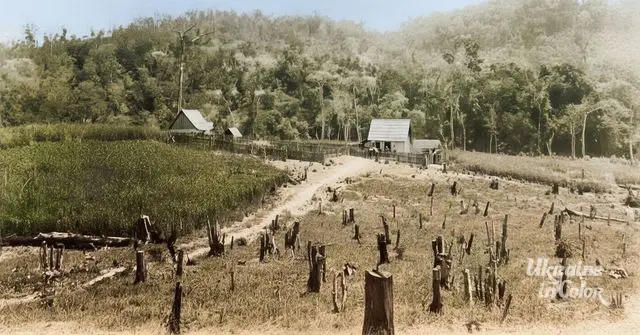 Tree stumps in the first Ukrainian settlements in Brazil