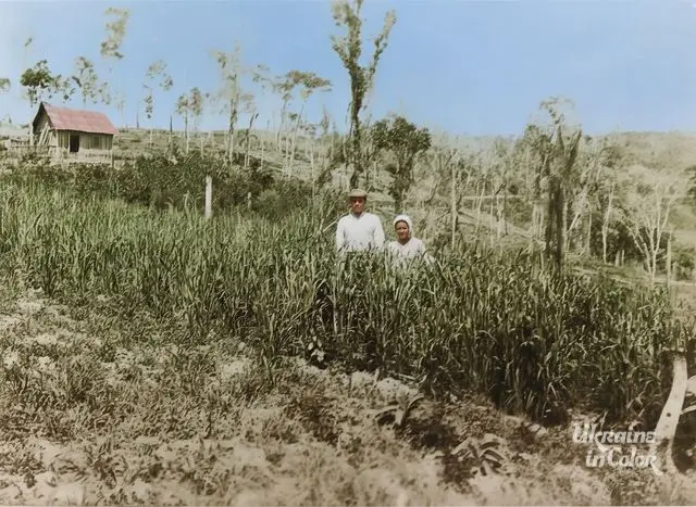 The first Brazilian harvests of the first Ukrainians on the continent in wild conditions